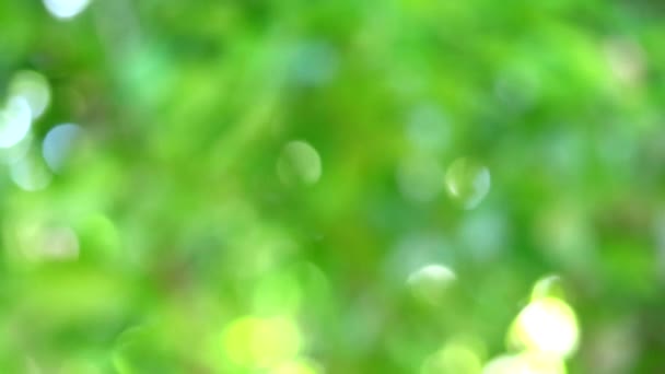 庭の新鮮な緑のぼかし背景抽象的なカラフルな葉の花の木 - 映像、動画