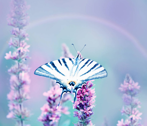 Krásný motýl Iphiclides podalirius na květinách. Umělecké foto. Měkké selektivní zaměření. - Fotografie, Obrázek