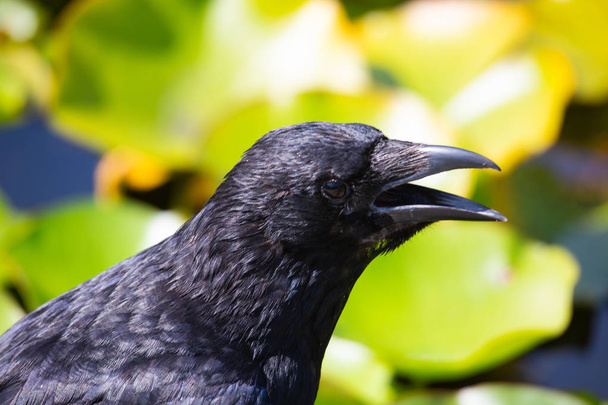 Corvo no jardim, corvo negro
 - Foto, Imagem
