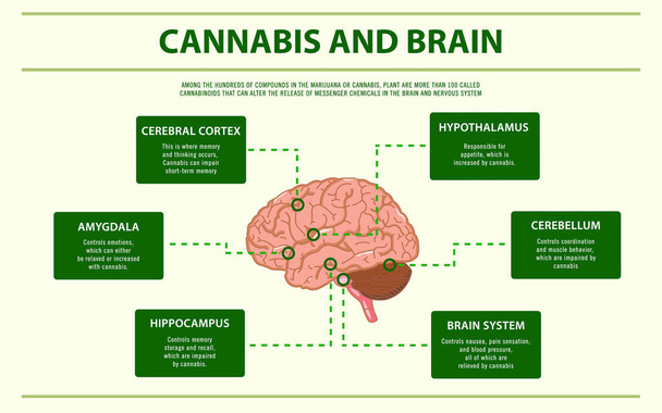 Infografica orizzontale di Cannabis e Cervello
 - Vettoriali, immagini