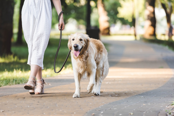 cropped view of girl in white dress walking with golden retriever on pathway - Foto, afbeelding