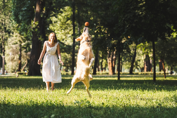full length view of beautiful young girl in white dress looking at jumping golden retriever on meadow - Фото, изображение