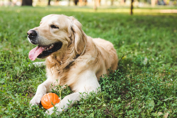 selective focus of cute golden retriever lying on meadow with ball - Foto, imagen