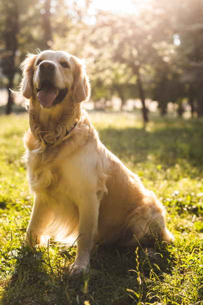 selective focus of cute golden retriever sitting on meadow in sunlight - Photo, Image