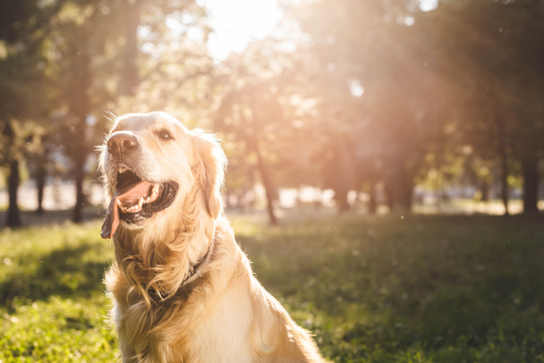 selective focus of golden retriever sitting on meadow in sunlight - Photo, Image
