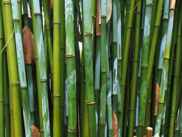 green bamboo wall in close up - Photo, Image