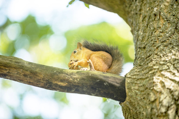 scoiattolo su una quercia di albero mangia la noce
 - Foto, immagini