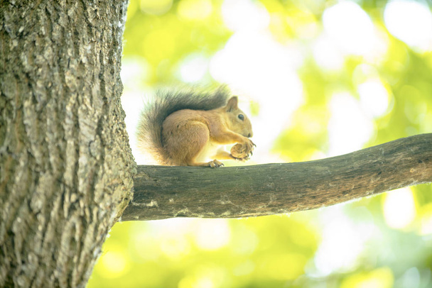 σκίουρος σε ένα δέντρο βελανιδιά τρώει καρυδιά - Φωτογραφία, εικόνα