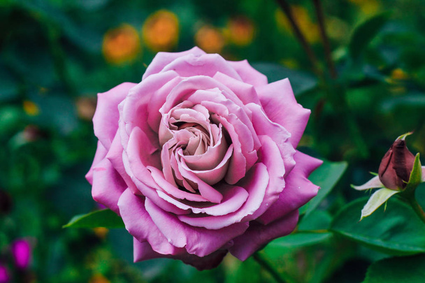Vista de cima. roxo rosa flor florescendo no jardim de fundo verde. Textura ou espaço de texto
 - Foto, Imagem