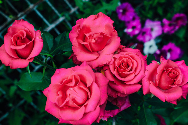Růžová s bílým růžovým květinovými květy v zahradě zeleného pozadí. Textura nebo textový prostor - Fotografie, Obrázek