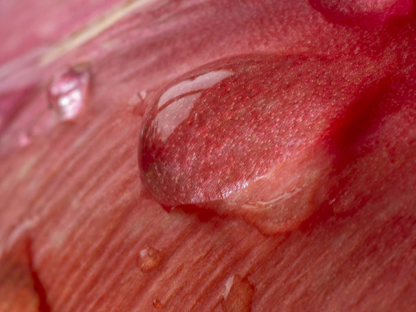 Tulip with water drops in closeup - Zdjęcie, obraz