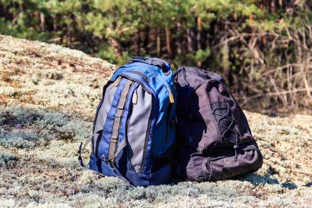 Two tourist backpacks on the glade in pine forest - Fotoğraf, Görsel