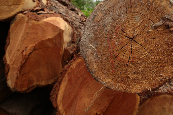 eski ahşap ağaç gövde yıllık halkalar günlük çatlak ülke arka plan sonu - Fotoğraf, Görsel