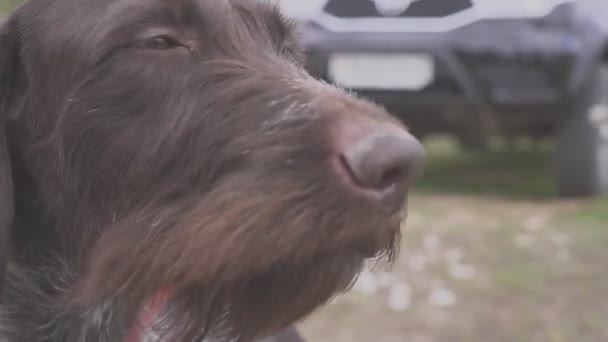 The hunting dog is waiting for the start of the hunt. Pointing - Video