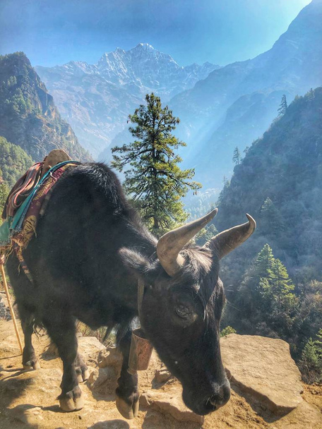 Carovana di yak in montagna in Nepal
 - Foto, immagini