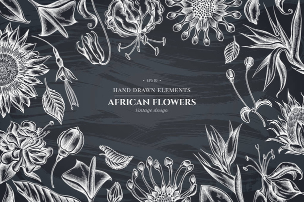 チョークアフリカのヒナギク、フクシア、グロリオサ、キングプロテア、アンスリウム、ストレリツィアと花のデザイン - ベクター画像