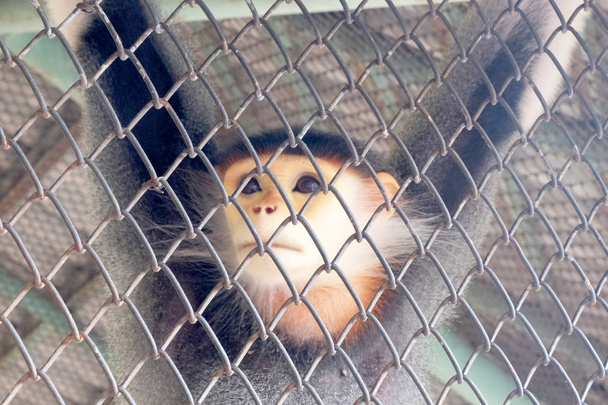 Mono en una jaula
 - Foto, Imagen