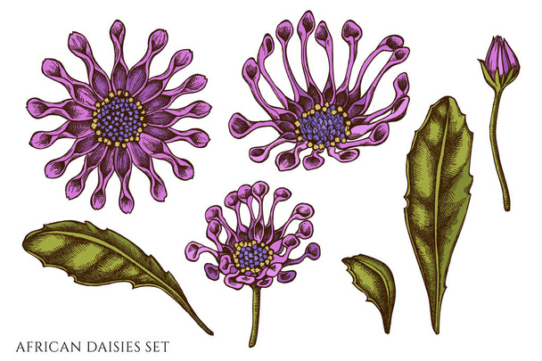 Vector set of hand drawn colored african daisies - Vektor, kép