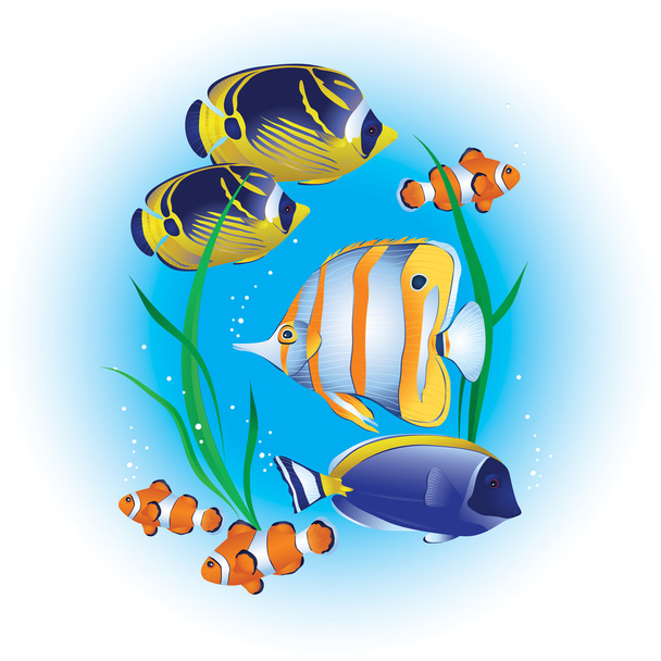 Bunte tropische Fische im blauen Wasser - Vektor, Bild