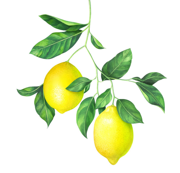 Watercolor lemon branch on white background - Φωτογραφία, εικόνα