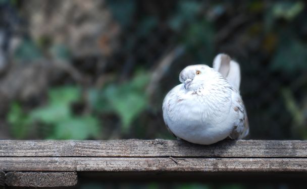 Portrait of white pigeon - Photo, Image