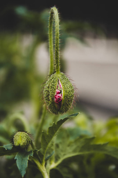 photo of red poppy in the garden - Fotografie, Obrázek