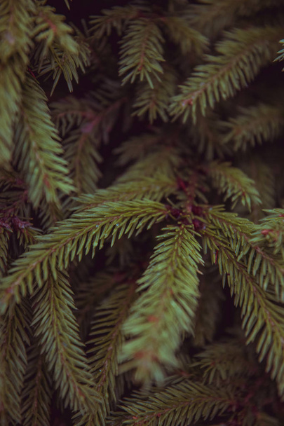  Branches of a fir closeup of beautiful background - Photo, image