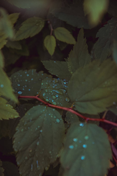 leaves with dew in the garden - Photo, image