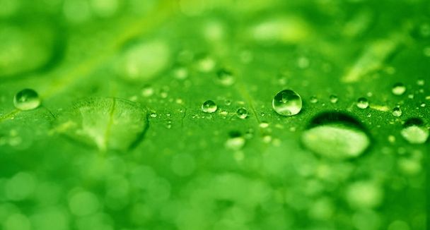 Drops of transparent rain water on a green leaf close up. Beauti - Photo, Image