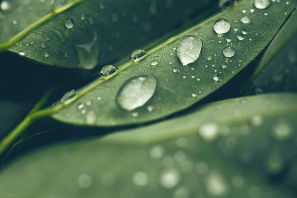 Σταγόνες διαφανούς νερού βροχής σε πράσινο φύλλο κοντά. Όμορφ - Φωτογραφία, εικόνα