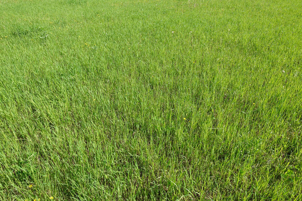 Texture d'herbe verte d'un champ. Fond vert naturel
 - Photo, image