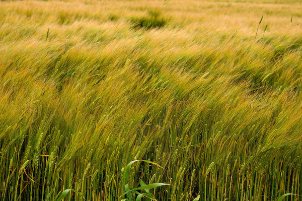Пшеничное поле в ветреный день
 - Фото, изображение
