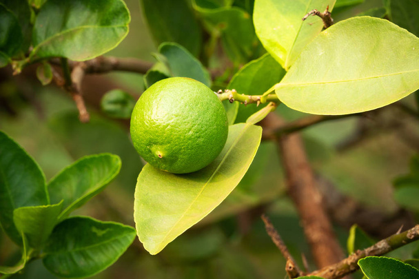 limon meyve ağacı üzerinde - Fotoğraf, Görsel