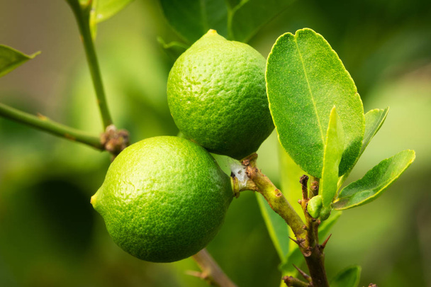 limon meyve ağacı üzerinde - Fotoğraf, Görsel