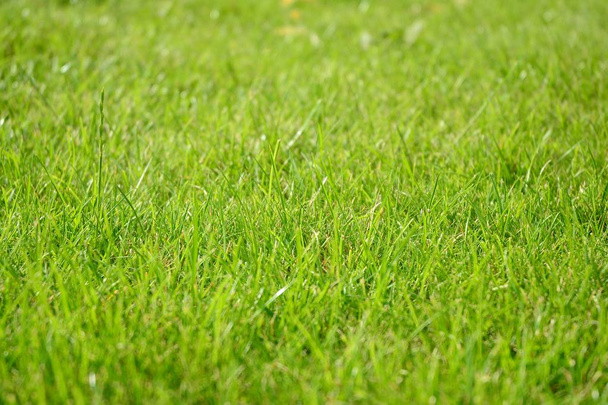 Green grass texture from a field - Zdjęcie, obraz