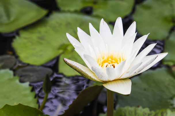Gele bloemen van Witte Lotus. - Foto, afbeelding