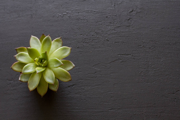 Vert juteux Miniature succulente sous la forme d'une fleur sacrée
,  - Photo, image