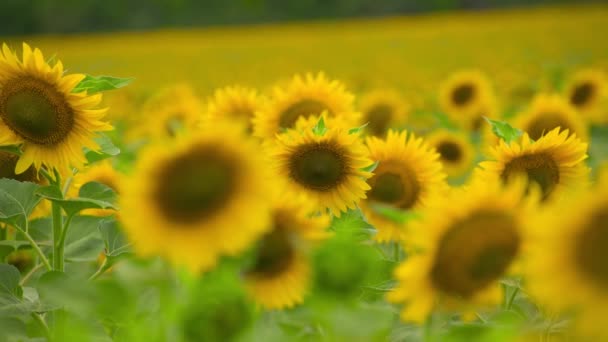 Pole słonecznika-jasne żółte kwiaty, piękny letni krajobraz - Materiał filmowy, wideo