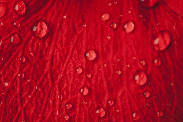 Drops on a rose petal - Φωτογραφία, εικόνα