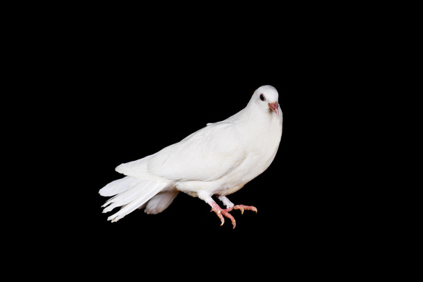 Pombo branco
 - Foto, Imagem