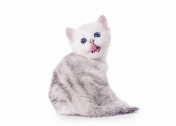 small silver british kitten on white background - Fotografie, Obrázek