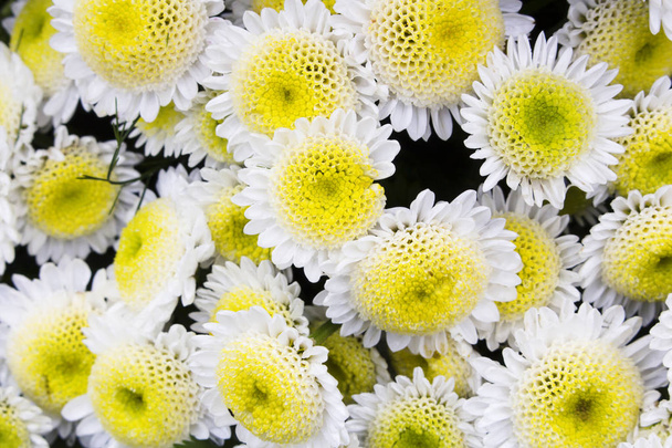 Κοντινό πλάνο από πολλά κίτρινα και λευκά άνθη χρυσάνθεμου σε πλήρη άνθιση. Ονομάζονται επίσης μαμάδες ή χρυσάνθεμα - Φωτογραφία, εικόνα
