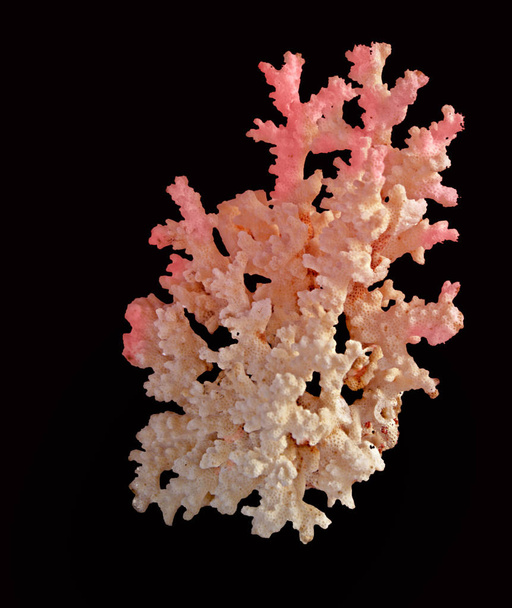 Siyah zemin üzerinde izole mercan - Fotoğraf, Görsel