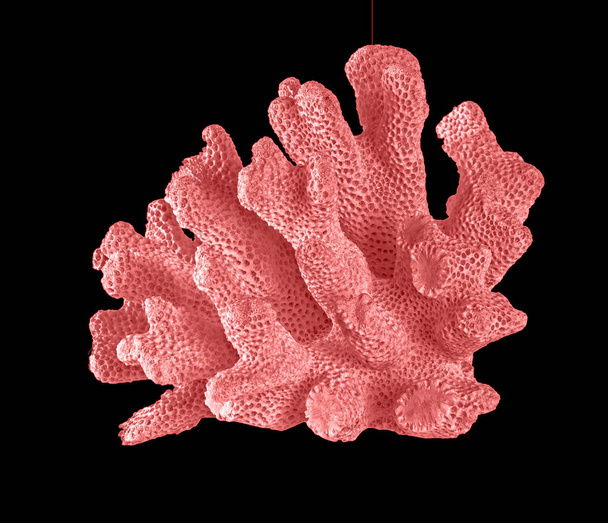 coral isolated on black background - Photo, Image