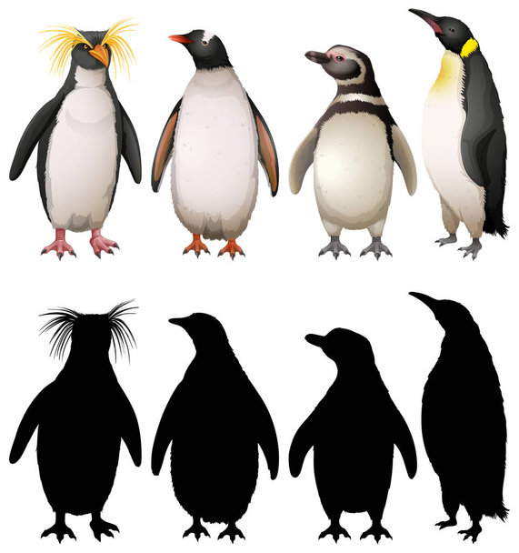 Silhouette, color and outline version of penguins - Vector, Image