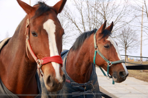 Hermosos caballos marrones en un paddock
 - Foto, imagen