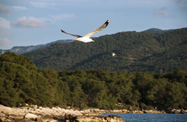 Seagull in flight - Foto, Imagen