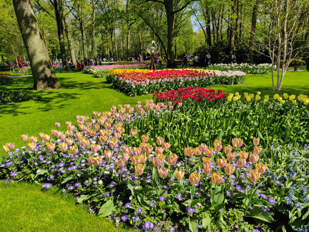 Barvité žluté, oranžové a bílé tulipány květinové lůžko, zahrada jarní zahrady. - Fotografie, Obrázek
