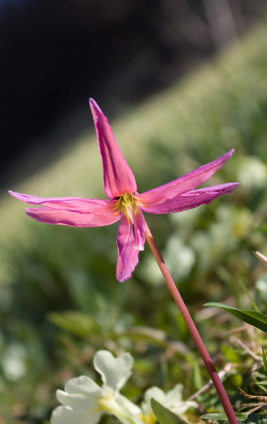 Dog's tooth violet (Erythronium dens-canis) flow - Photo, Image