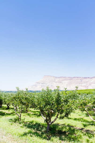Apple orchard - Photo, Image
